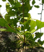 Ginkgo Biloba